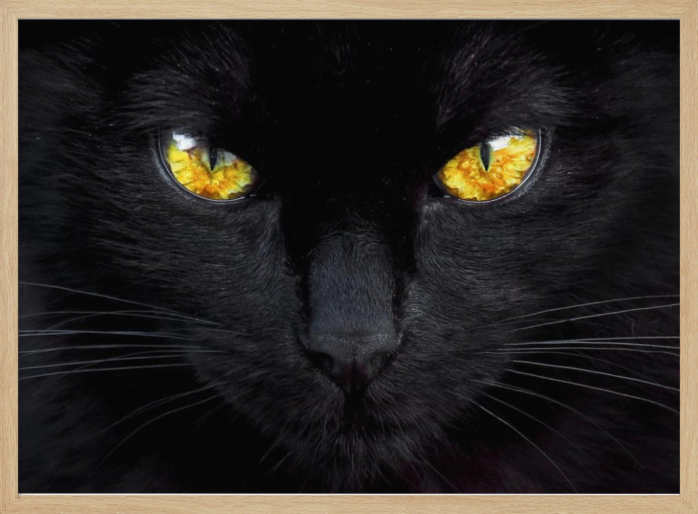 Nattens hypnotisör | Poster