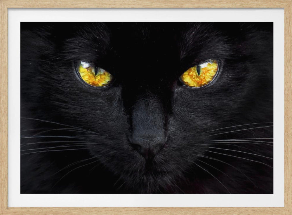 Nattens hypnotisör | Poster