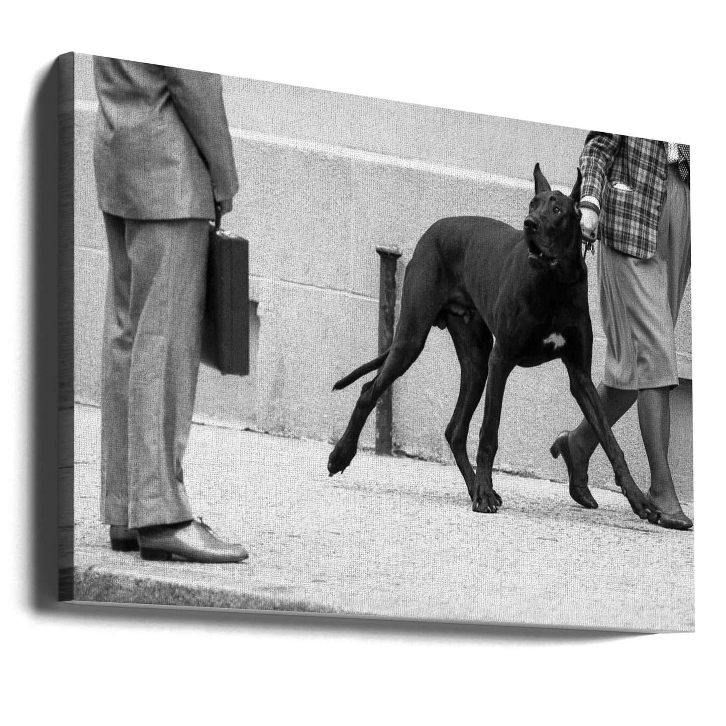 Deutsche Dogge Bodyguard (aus der Serie „Boy meets girl“) | Leinwand-Bilder