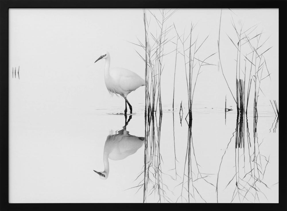 blanco | Posters - Impresiones de Arte
