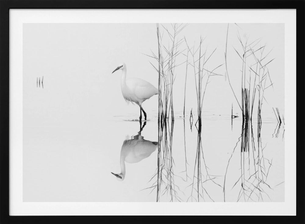 blanco | Posters - Impresiones de Arte