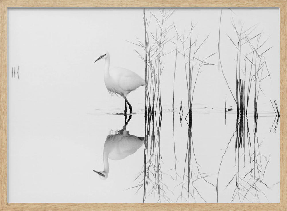 blanco | Posters - Impresiones de Arte