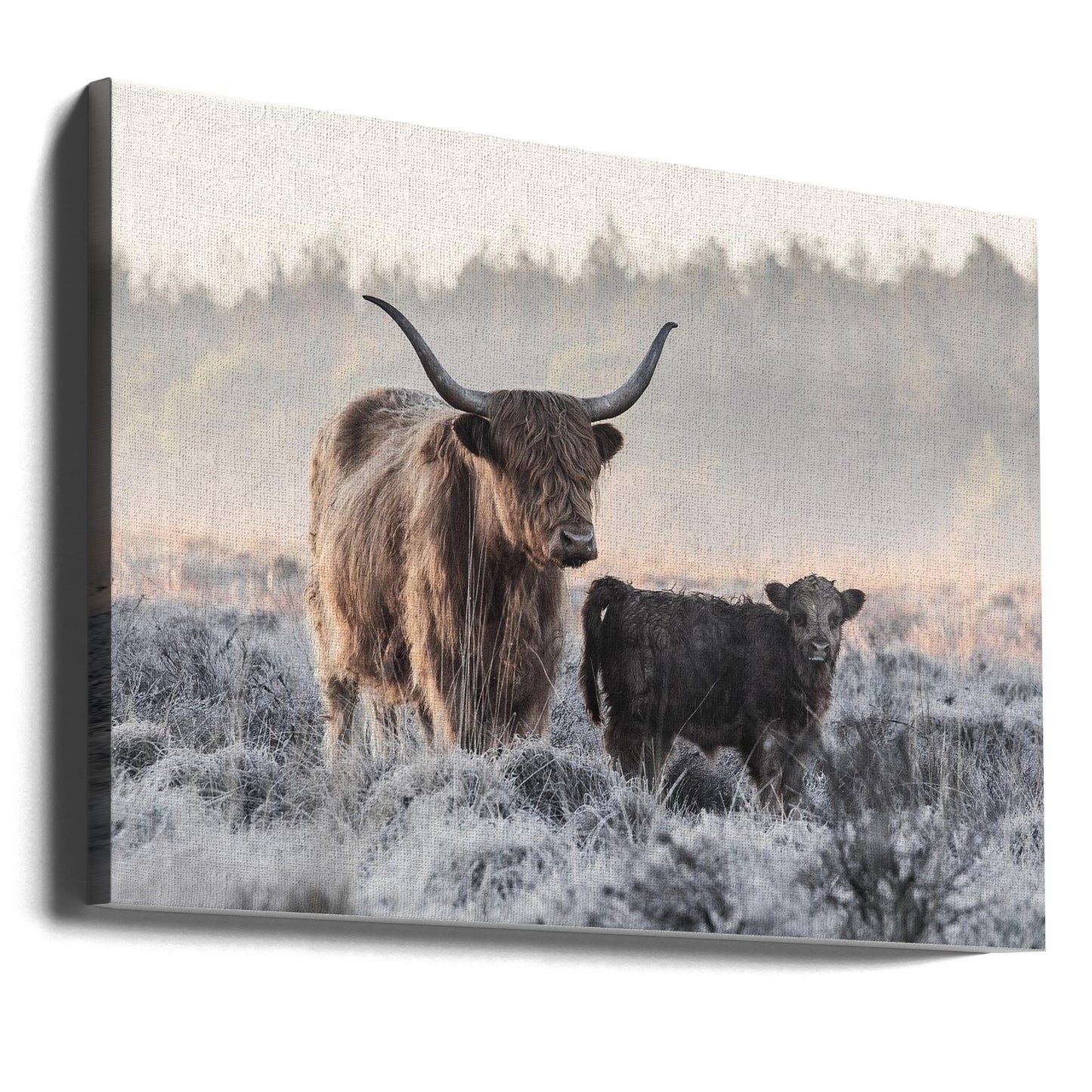 Högländare och kalv | Canvas
