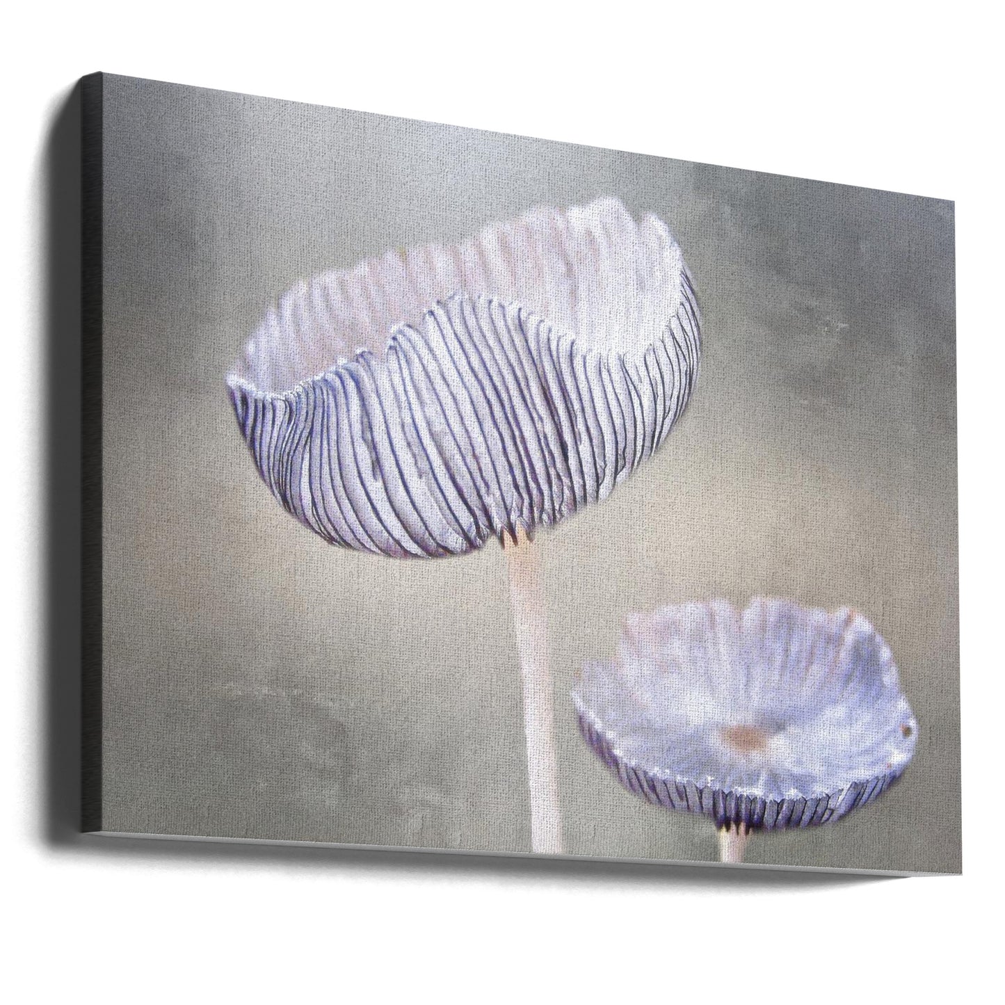 Pilz | Leinwand-Bilder