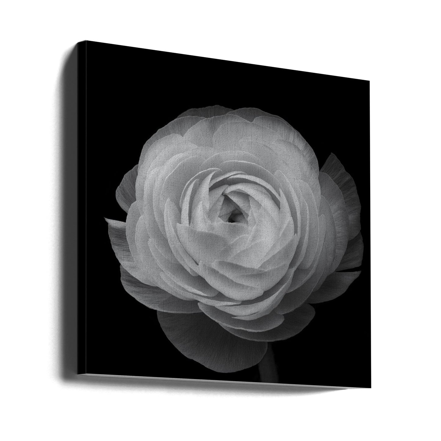 Renoncule | Tableaux sur Toile