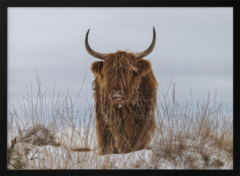Highlander dans la neige | Posters - Affiche Artistique