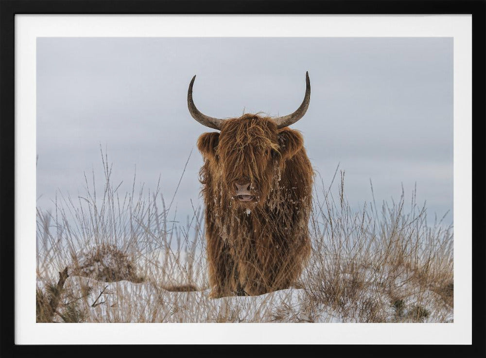 Highlander dans la neige | Posters - Affiche Artistique