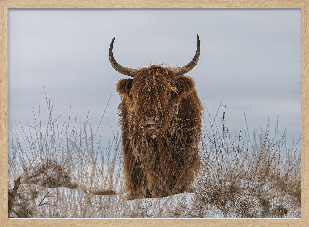 Highlander dans la neige | Posters - Affiche Artistique