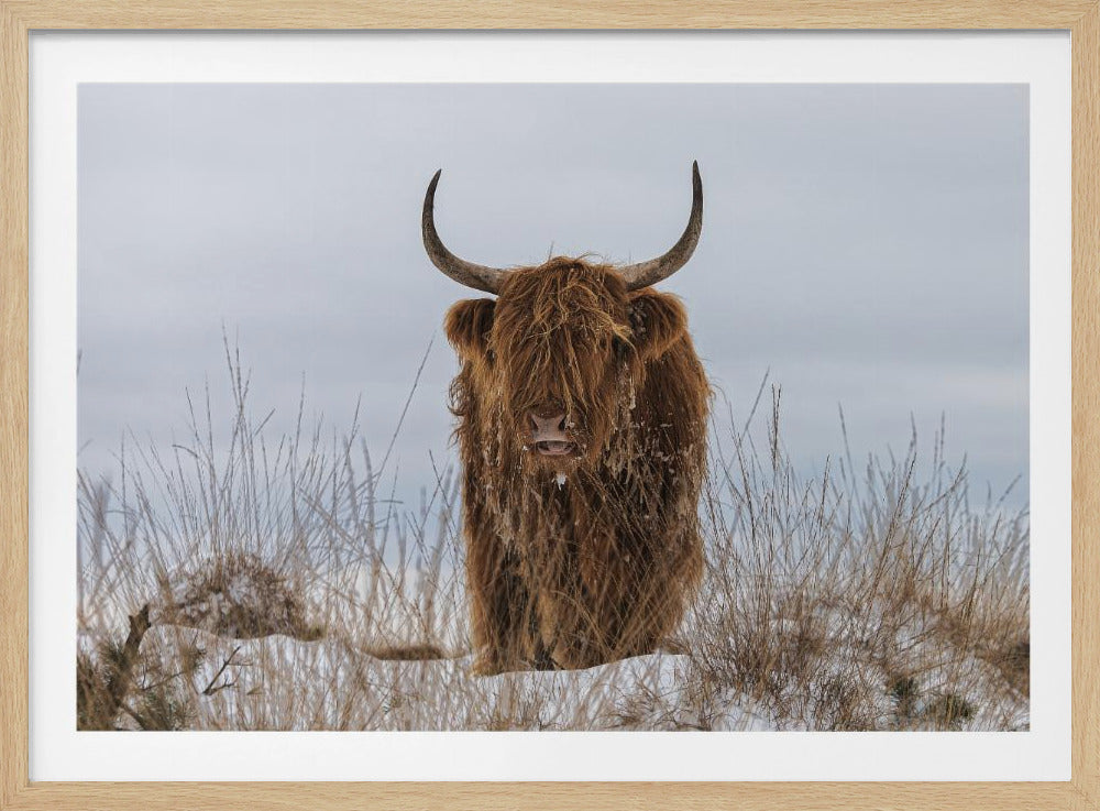 Highlander dans la neige | Posters - Affiche Artistique