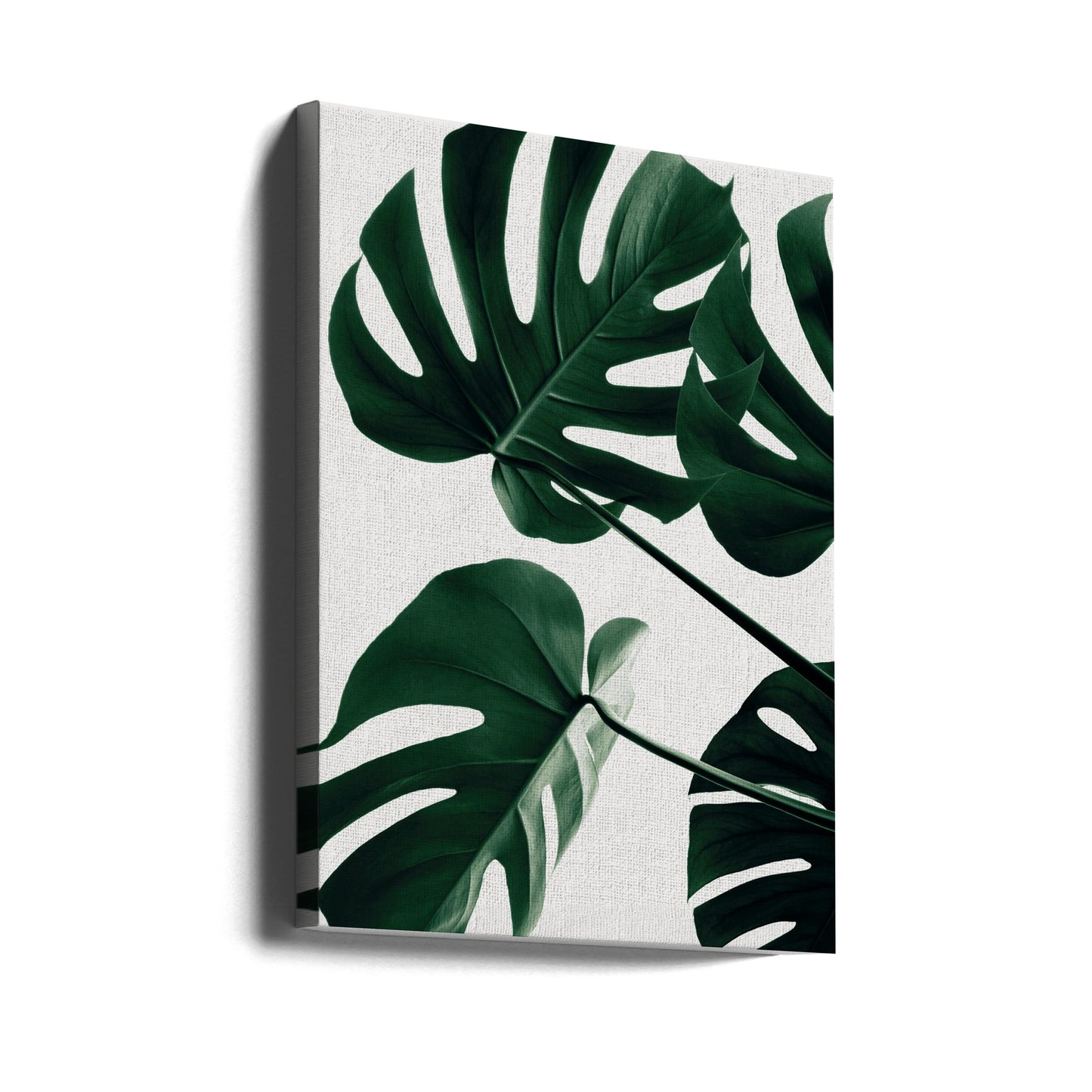Monstera Naturale 43 | Stampe su Tela