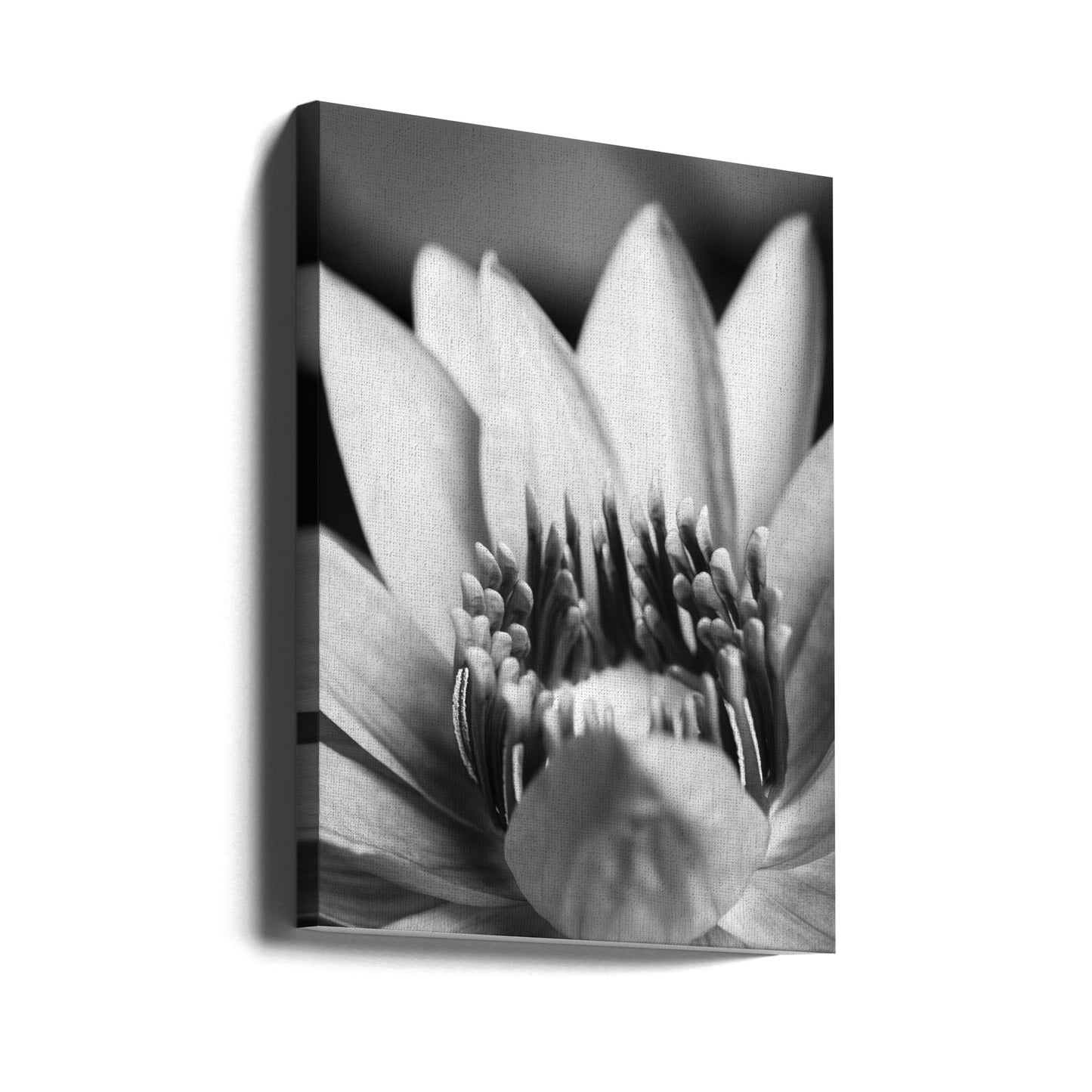 Fiore, primo piano | Stampe su Tela