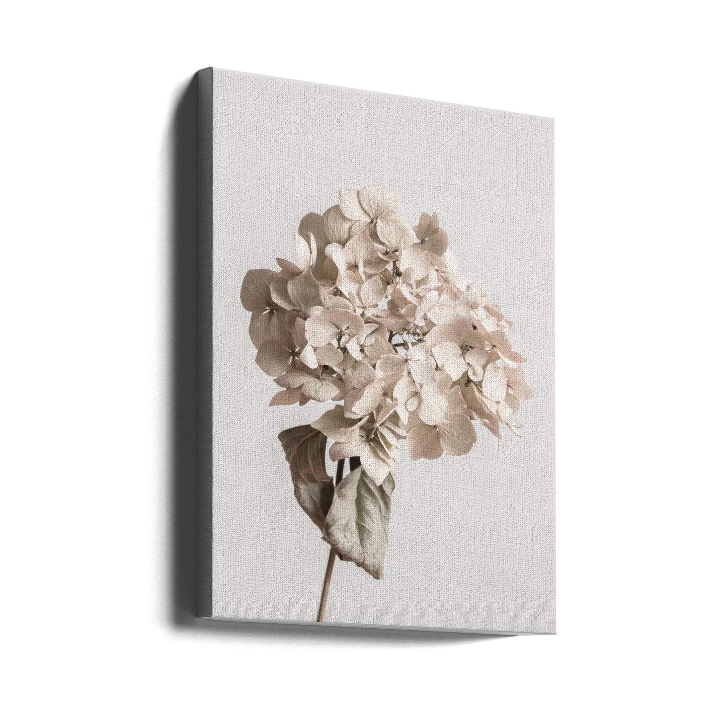 Fiore secco beige | Stampe su Tela