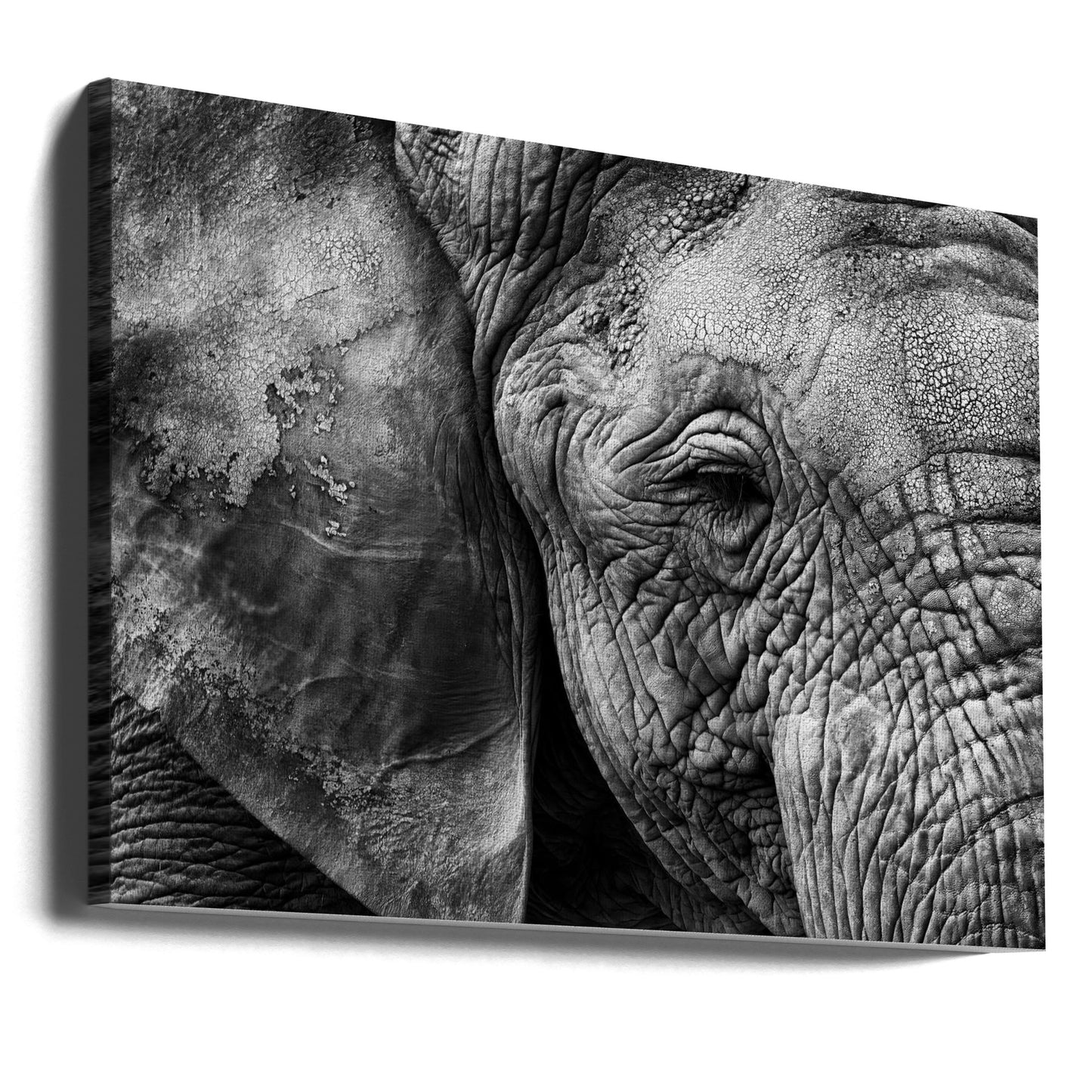 Elephant skin | Canvas
