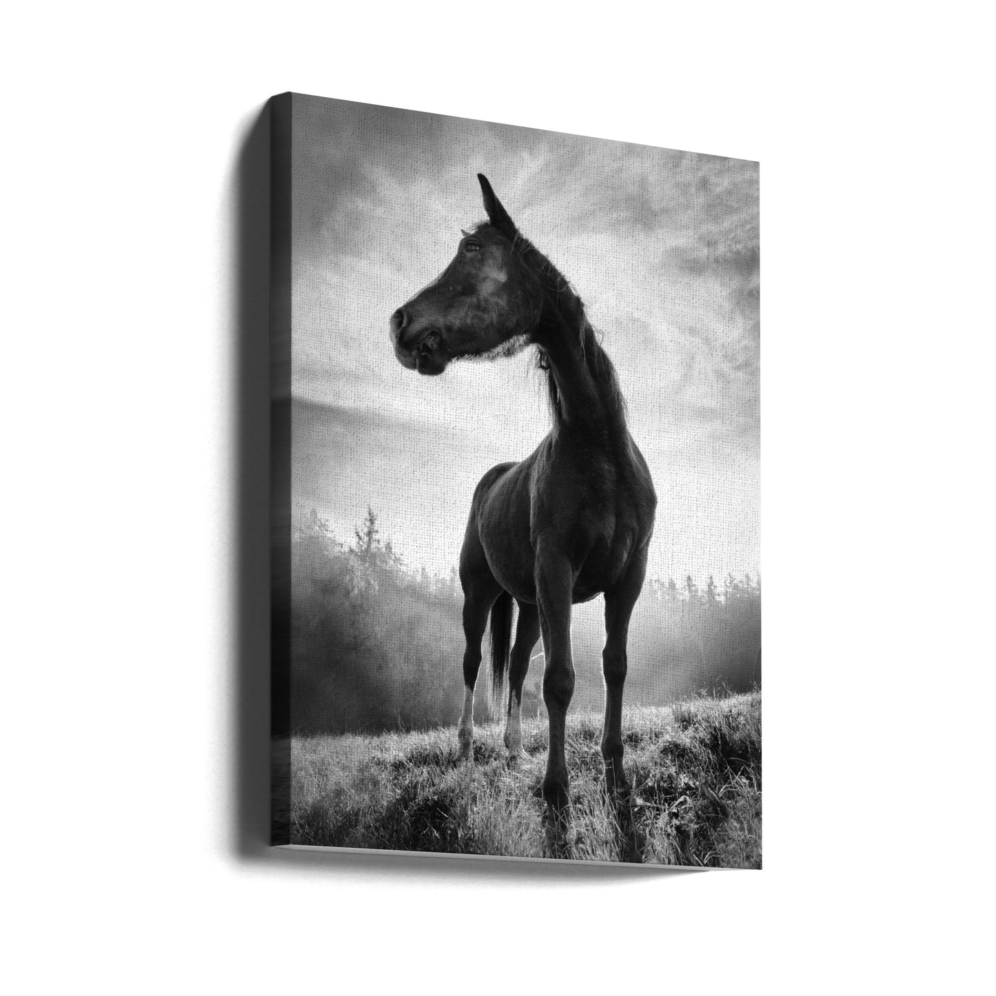 Baggrundsbelyst hest | Lærredsbilleder