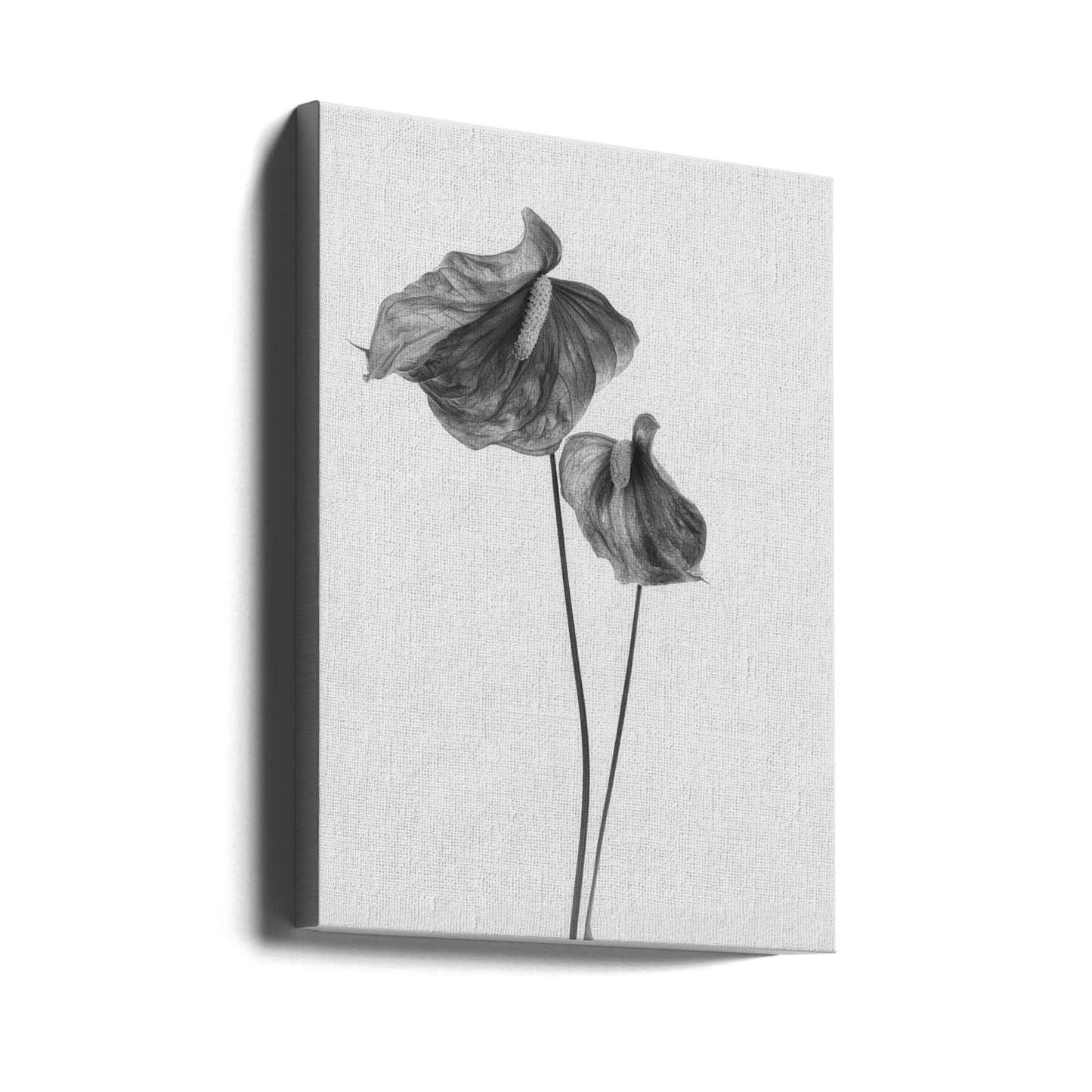 Anthurium | Tableaux sur Toile
