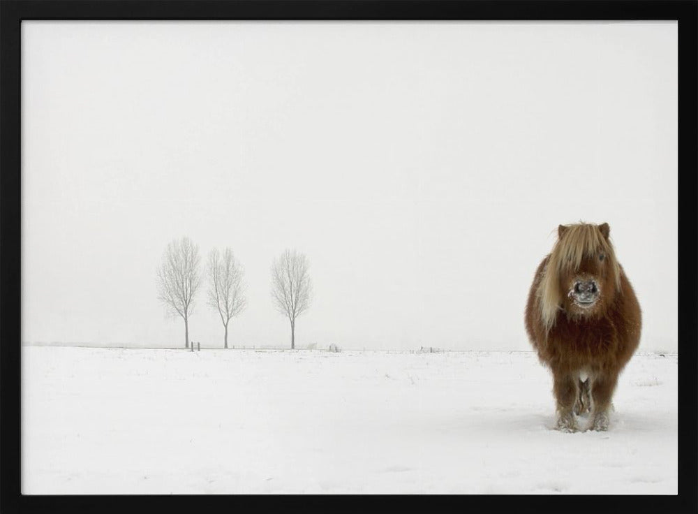 Le poney froid | Posters - Affiche Artistique