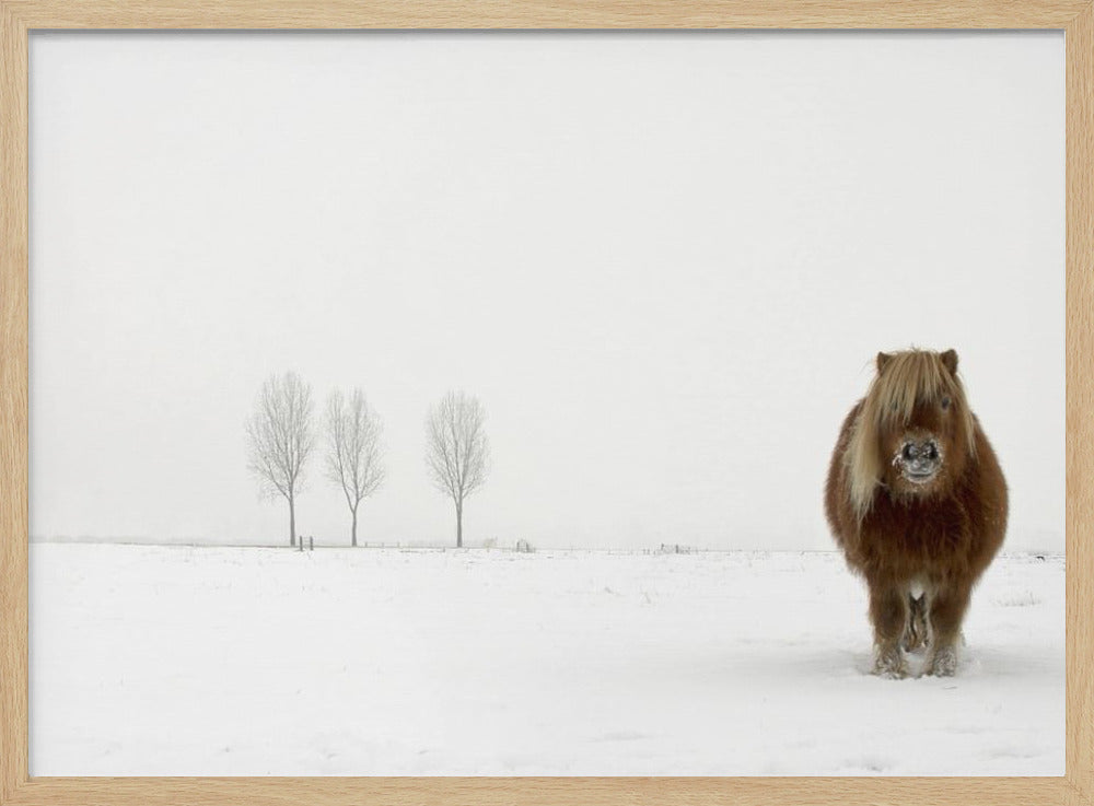 Le poney froid | Posters - Affiche Artistique