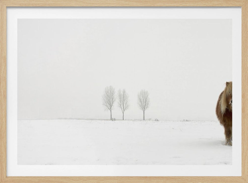 Le poney froid | Posters - Affiche Artistique