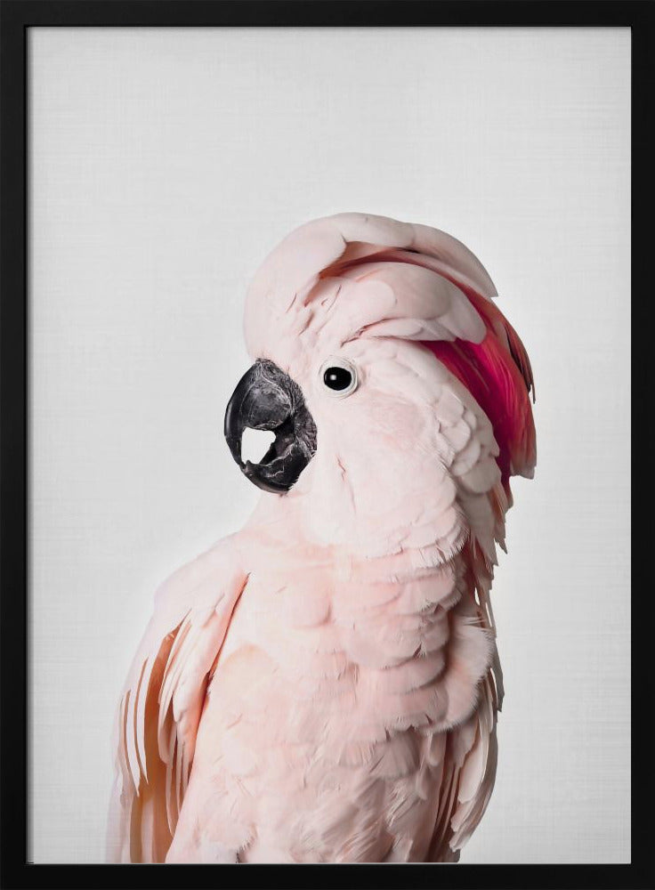 Cacatúa rosa Posters - Impresiones de Arte