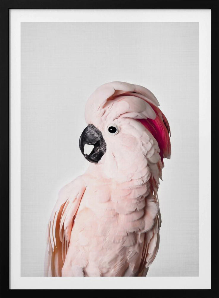 Cacatúa rosa Posters - Impresiones de Arte