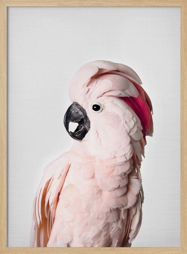 Cacatúa rosa Posters - Impresiones de Arte