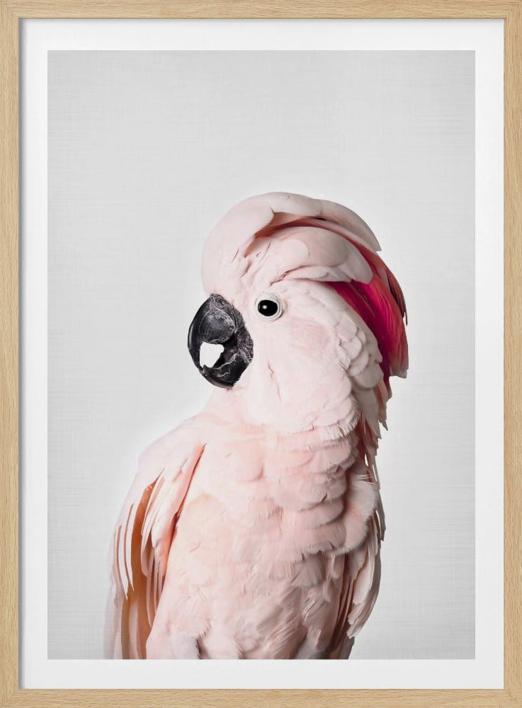 Cacatúa rosa Posters - Impresiones de Arte