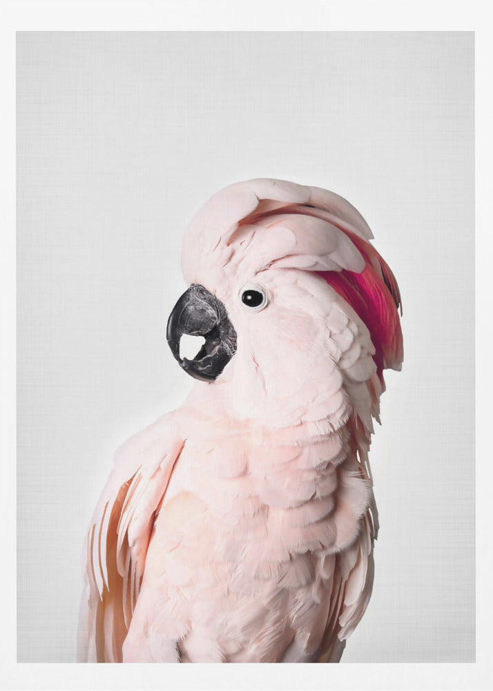 Cacatúa rosa Posters - Impresiones de Arte