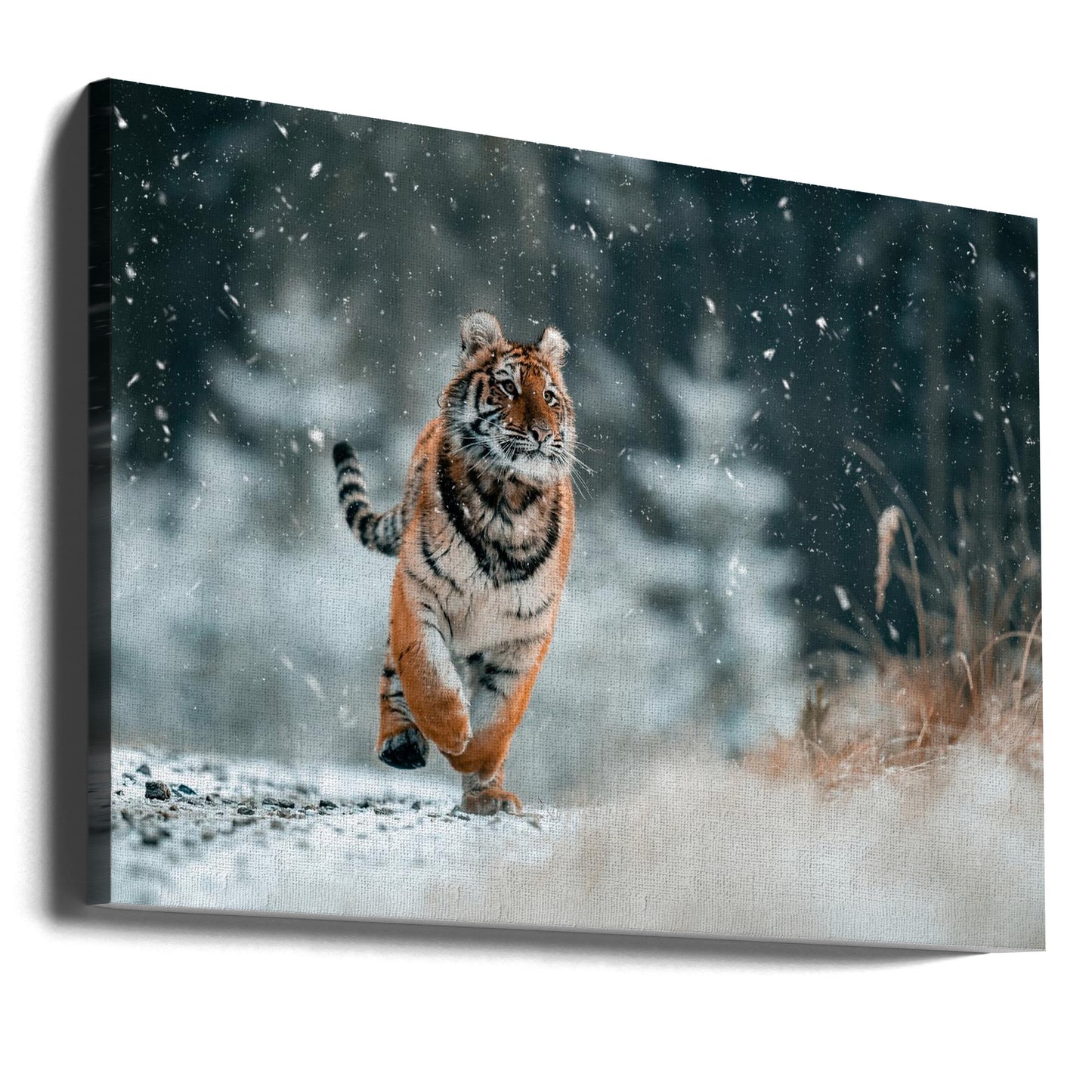 The Siberian tiger | Canvas