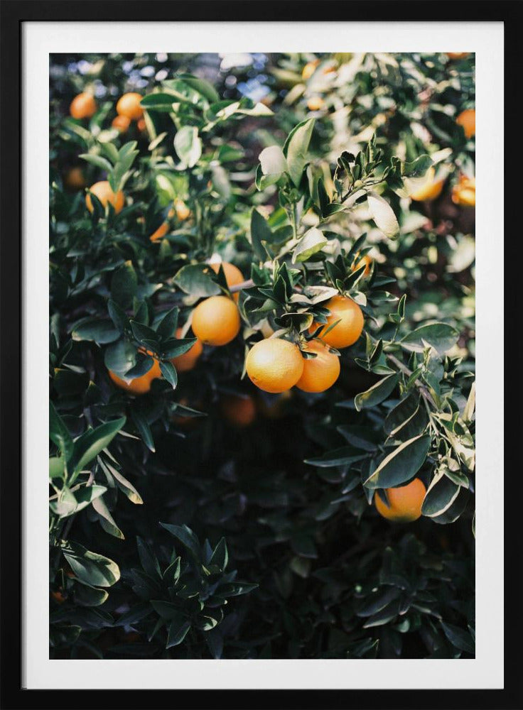 Arance di Marrakech | Poster - Stampe d’Arte