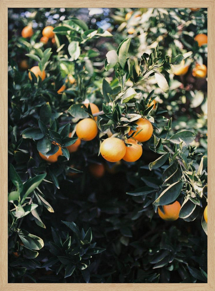 Arance di Marrakech | Poster - Stampe d’Arte