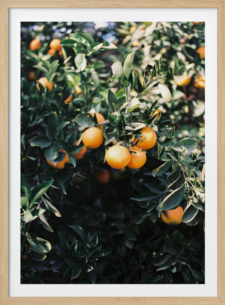 Arance di Marrakech | Poster - Stampe d’Arte