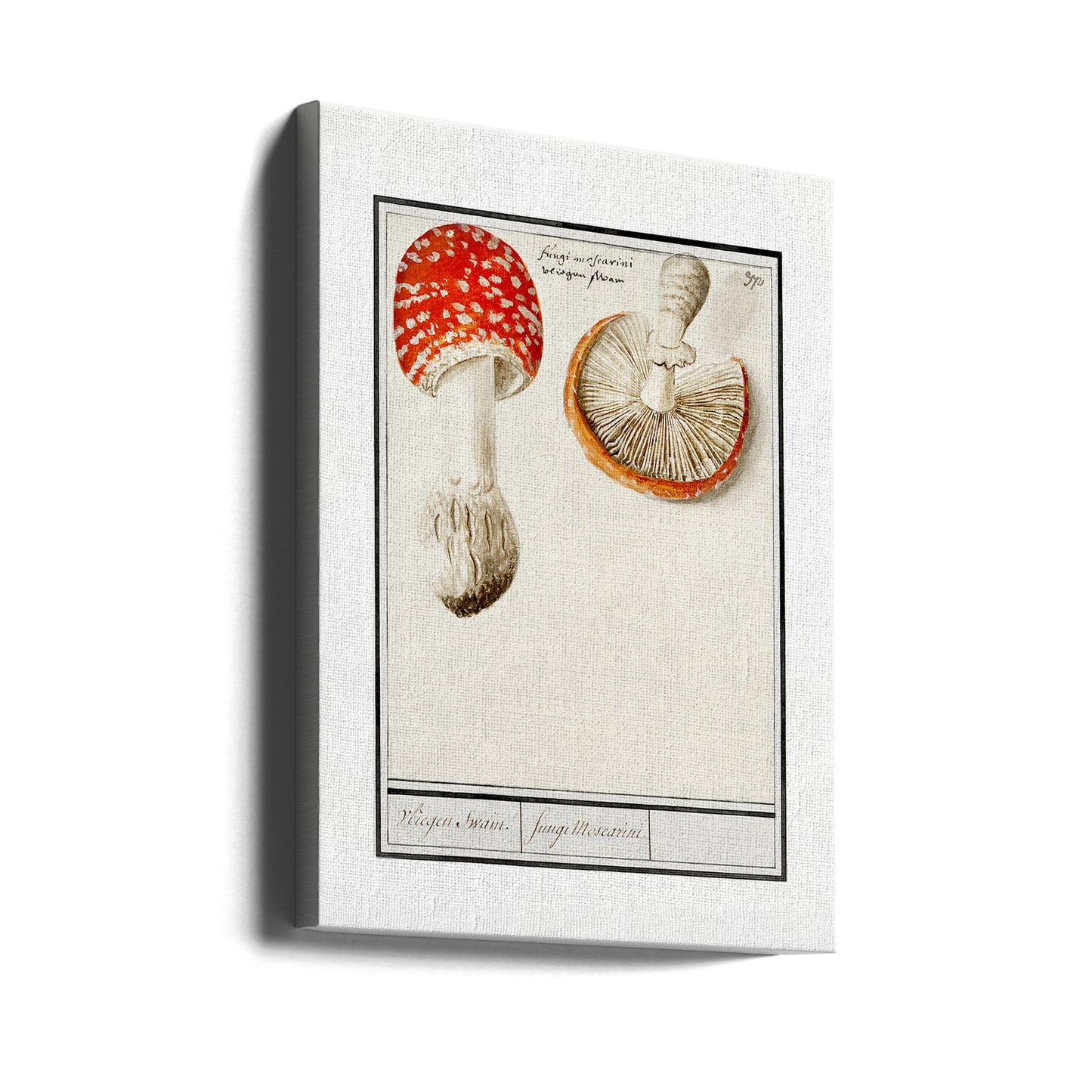 Fly Agaric, Amanita Muscaria | Impresiones en Lienzo