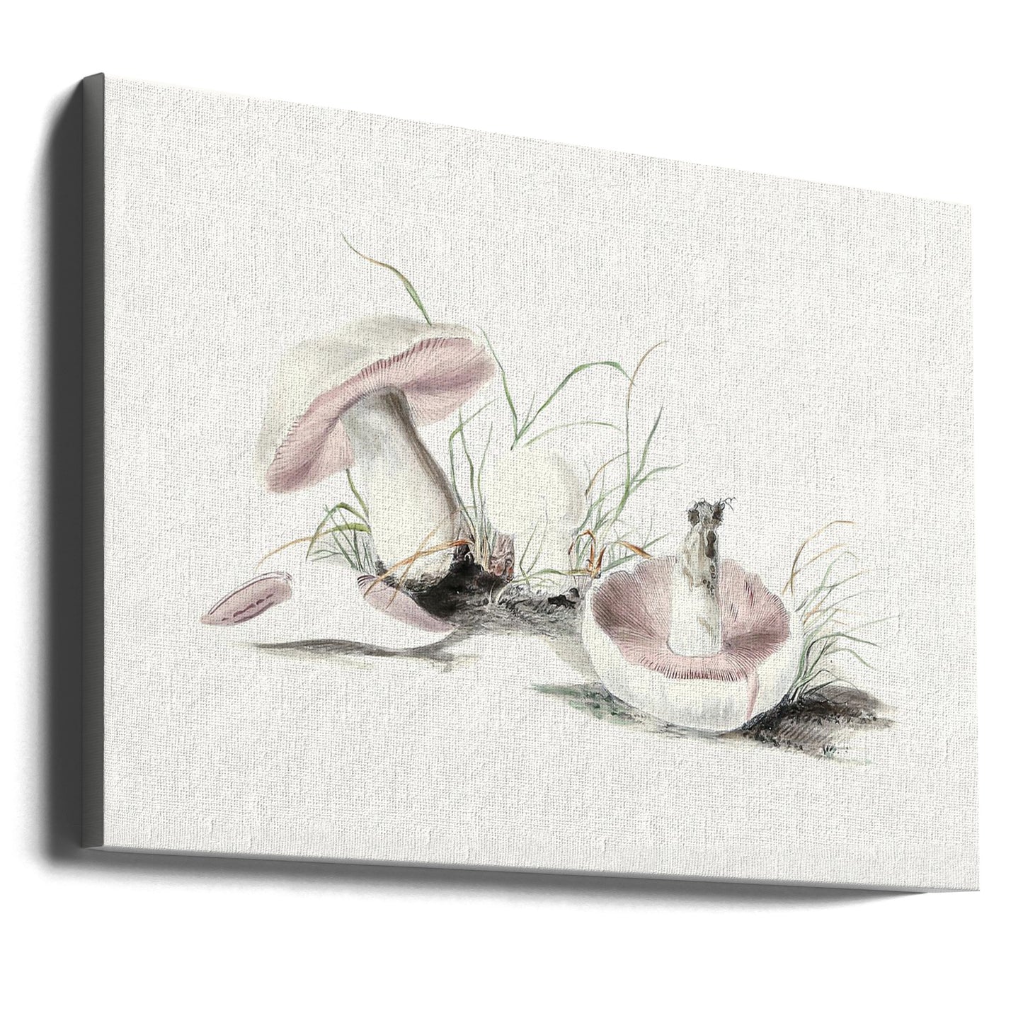 Handritad fältsvamp | Canvas