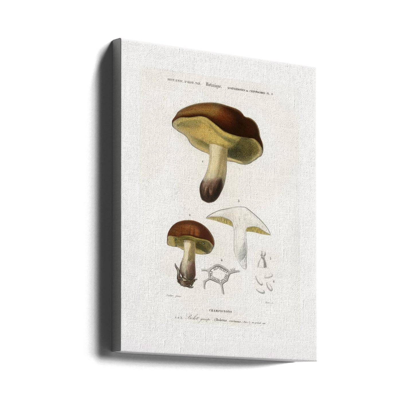 Pilz (Steinpilz Circinans) | Leinwand-Bilder