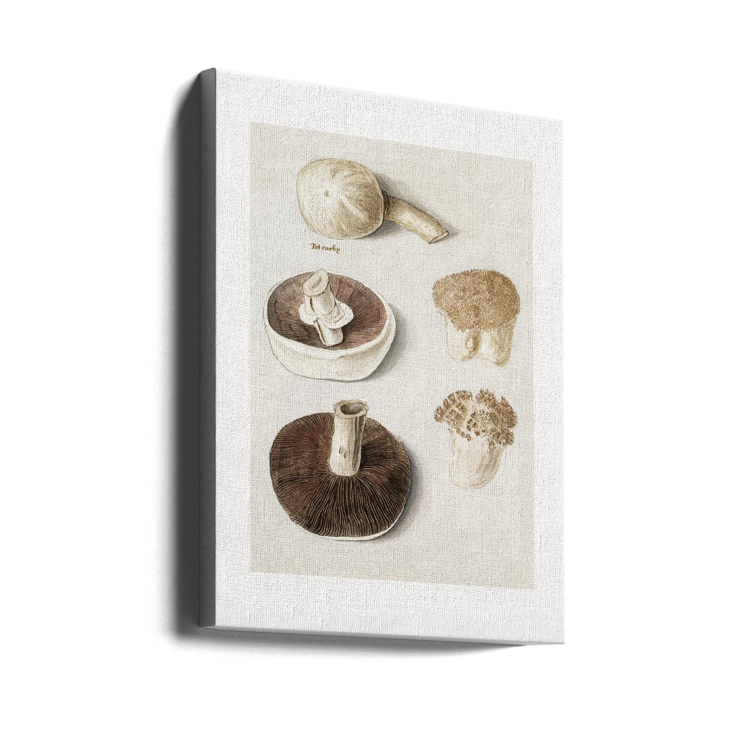 Gewöhnlicher Wiesenchampignon, Agaricus Campestris stehend | Leinwand-Bilder