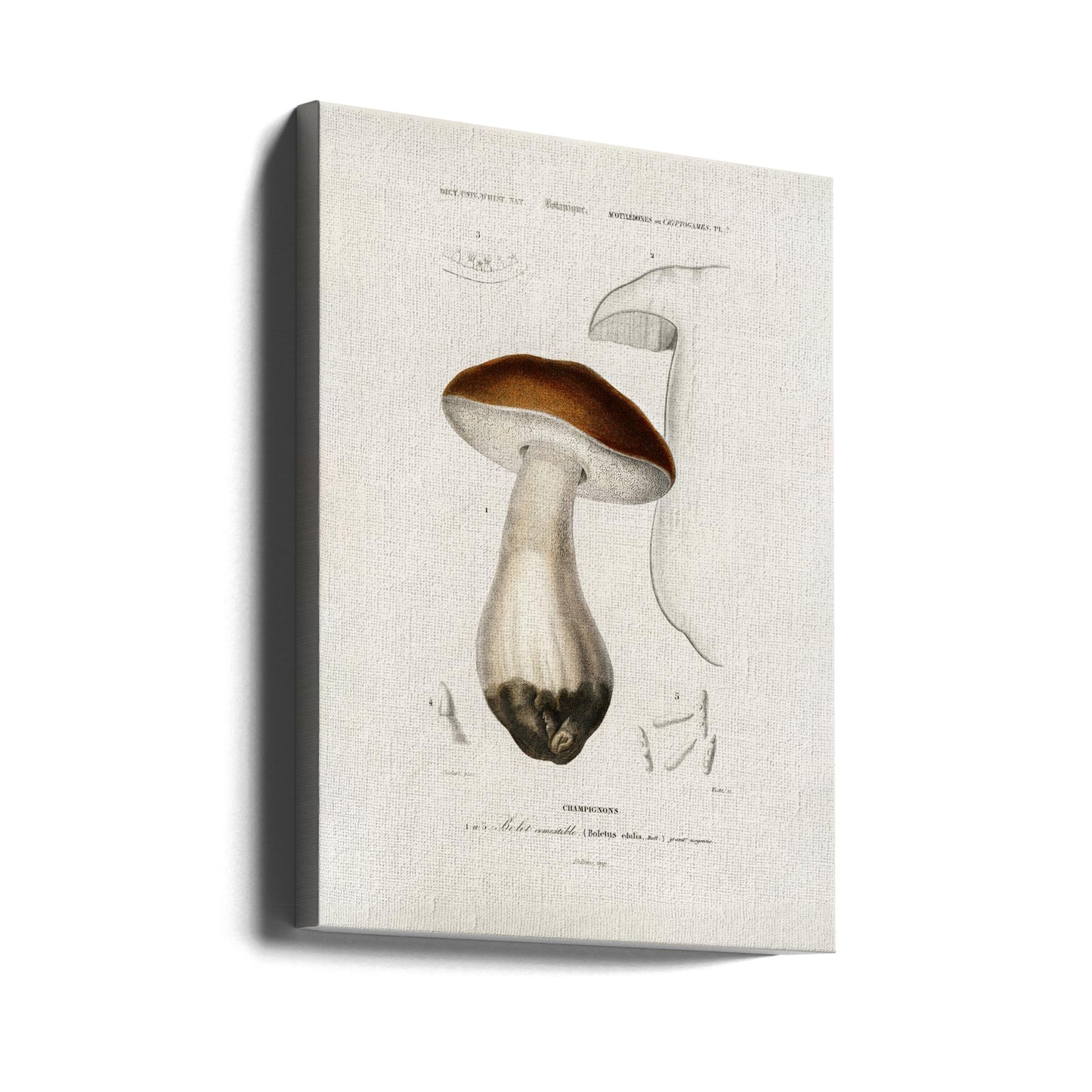 Steinpilz (Boletus Edulis) | Leinwand-Bilder