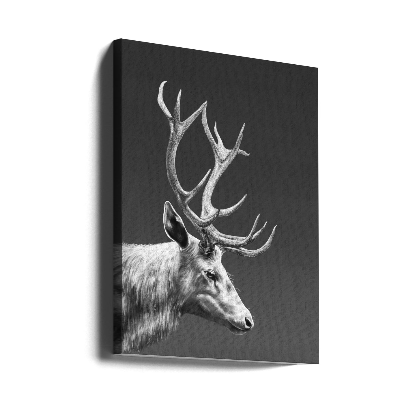 Renne | Tableaux sur Toile