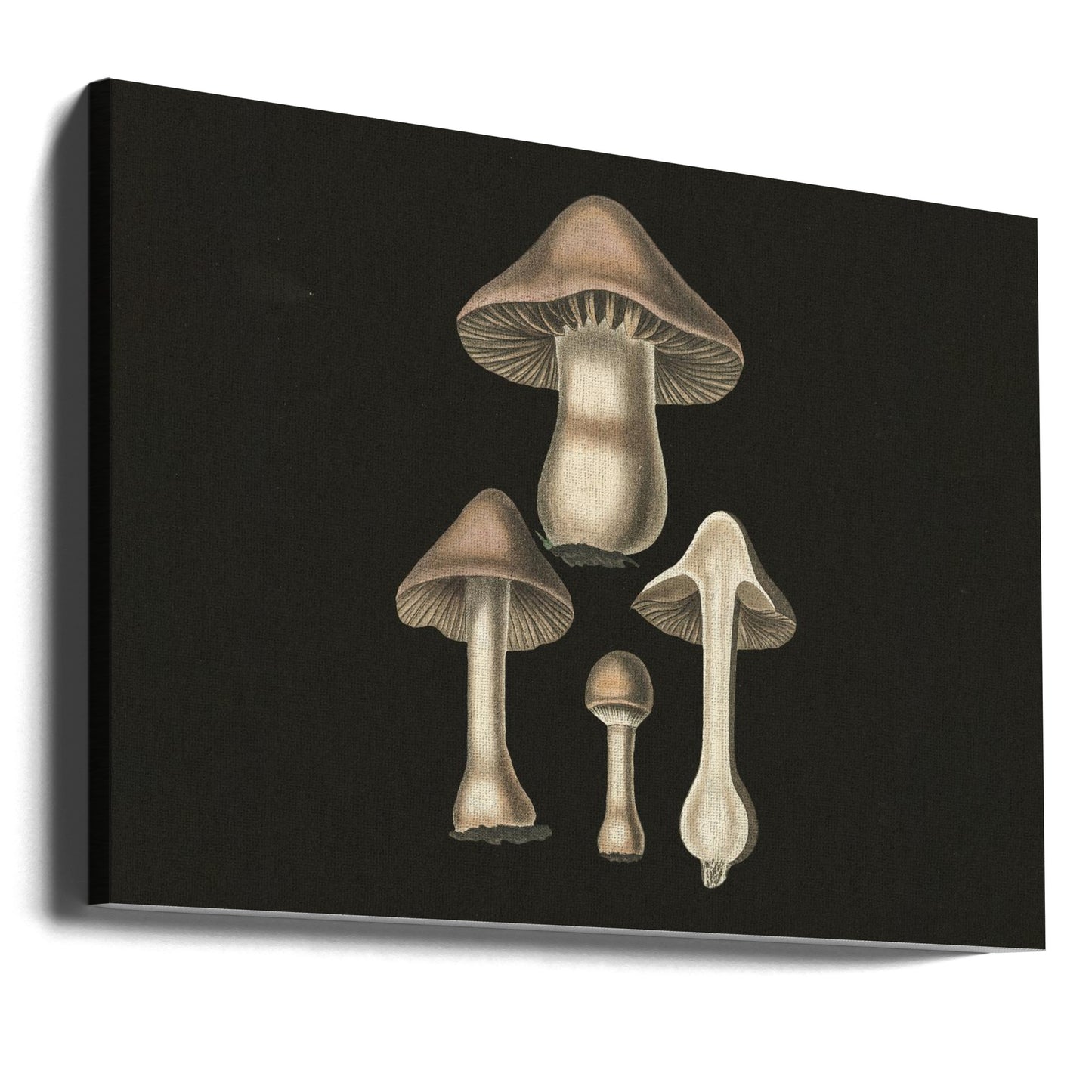 Agaricus Bulbosus Fondo Oscuro | Impresiones en Lienzo