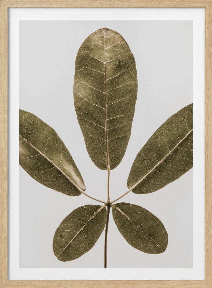 Herbstblatt | Poster