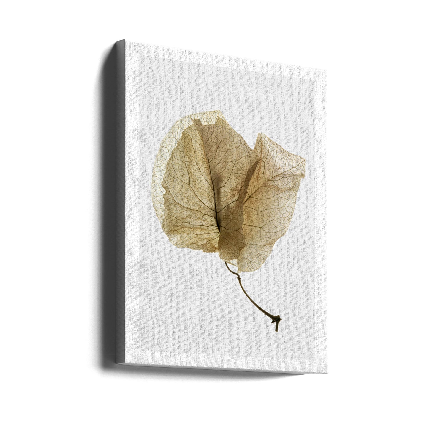 Bougainvillea Study No3 | Canvas