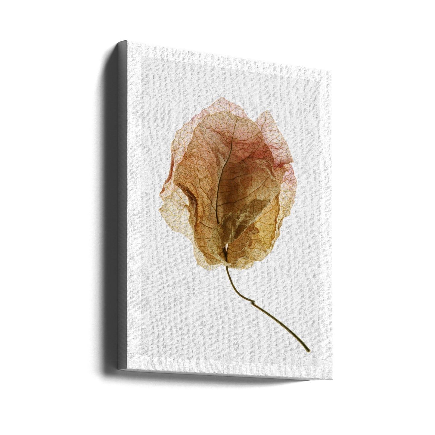 Bougainvillea-Studie Nr. 6 | Leinwand-Bilder