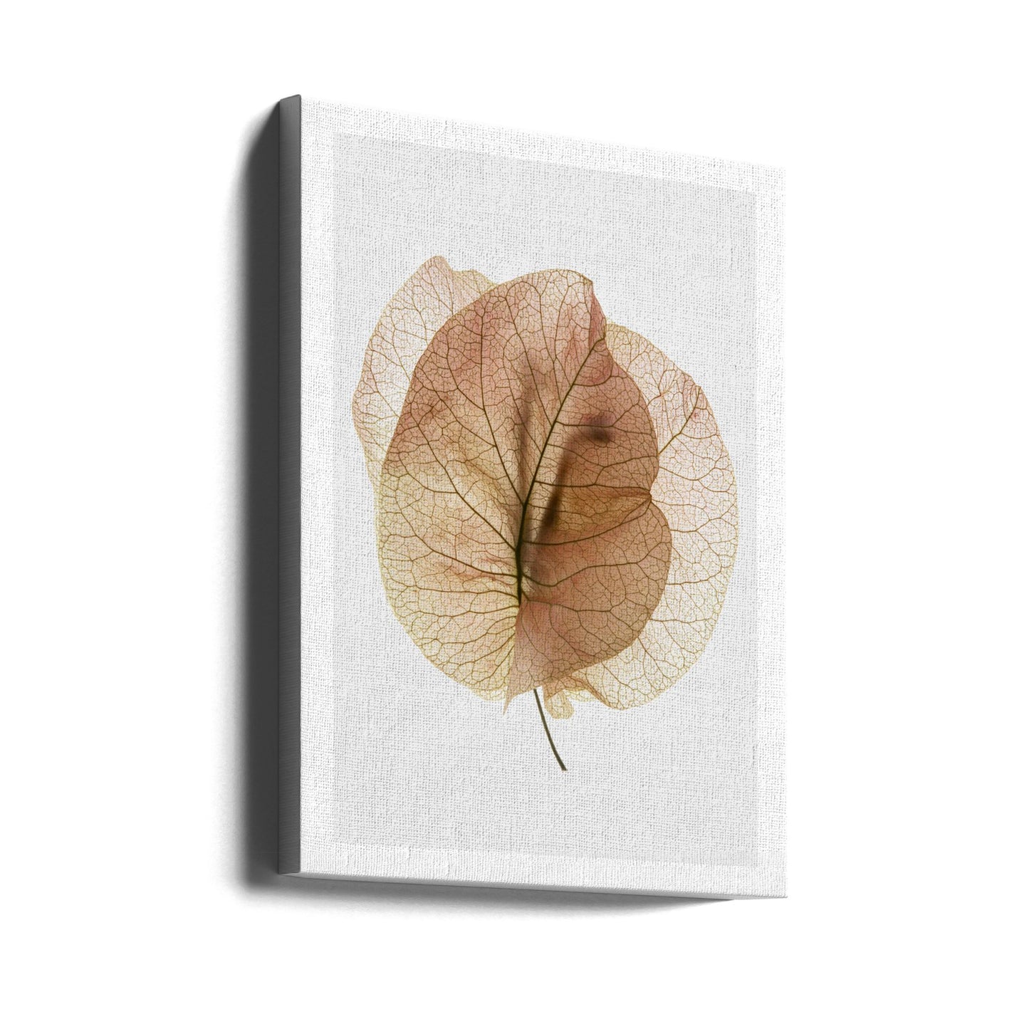 Studium Bougainvillea nr 7 | Wydruki na łótnie