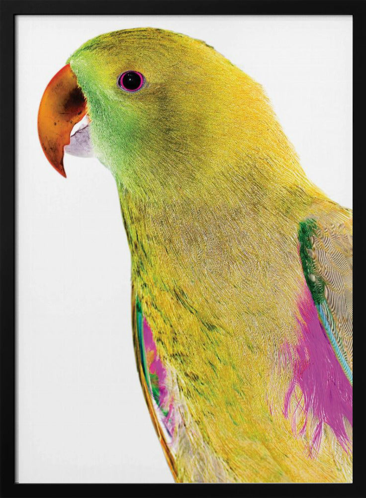 Livfull papegojprofil | Poster