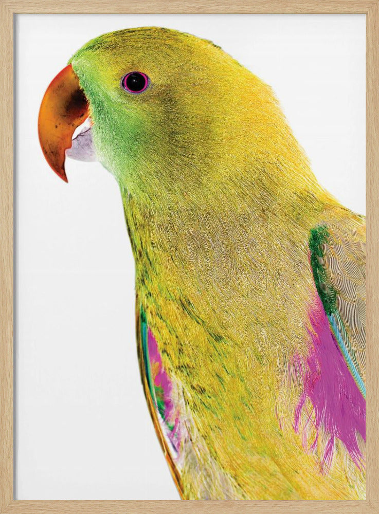 Livfull papegojprofil | Poster