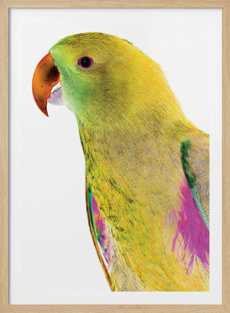 Livfull papegojprofil | Poster