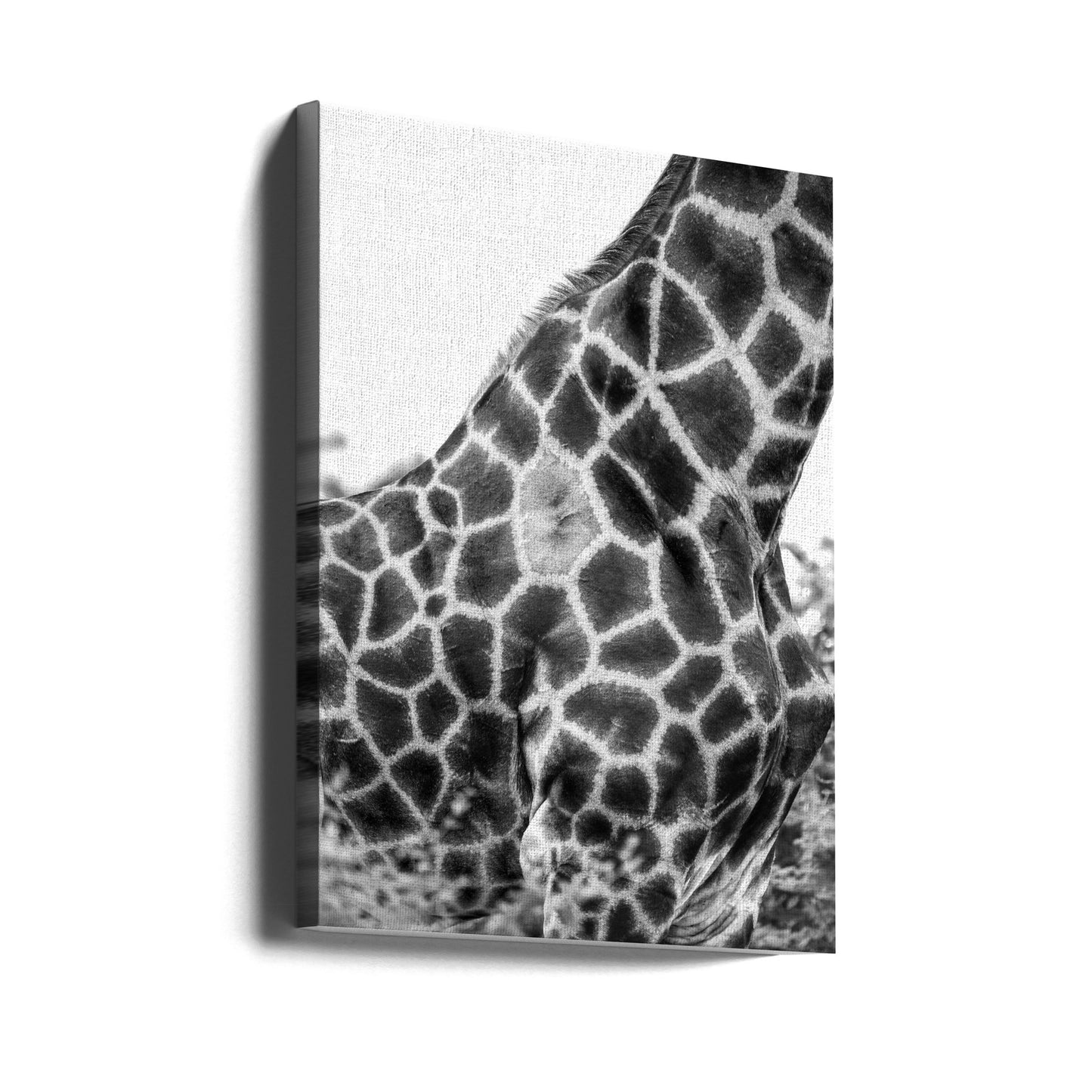 Super Safari No3 | Canvas