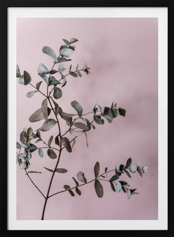 Eucalyptus 12 | Poster