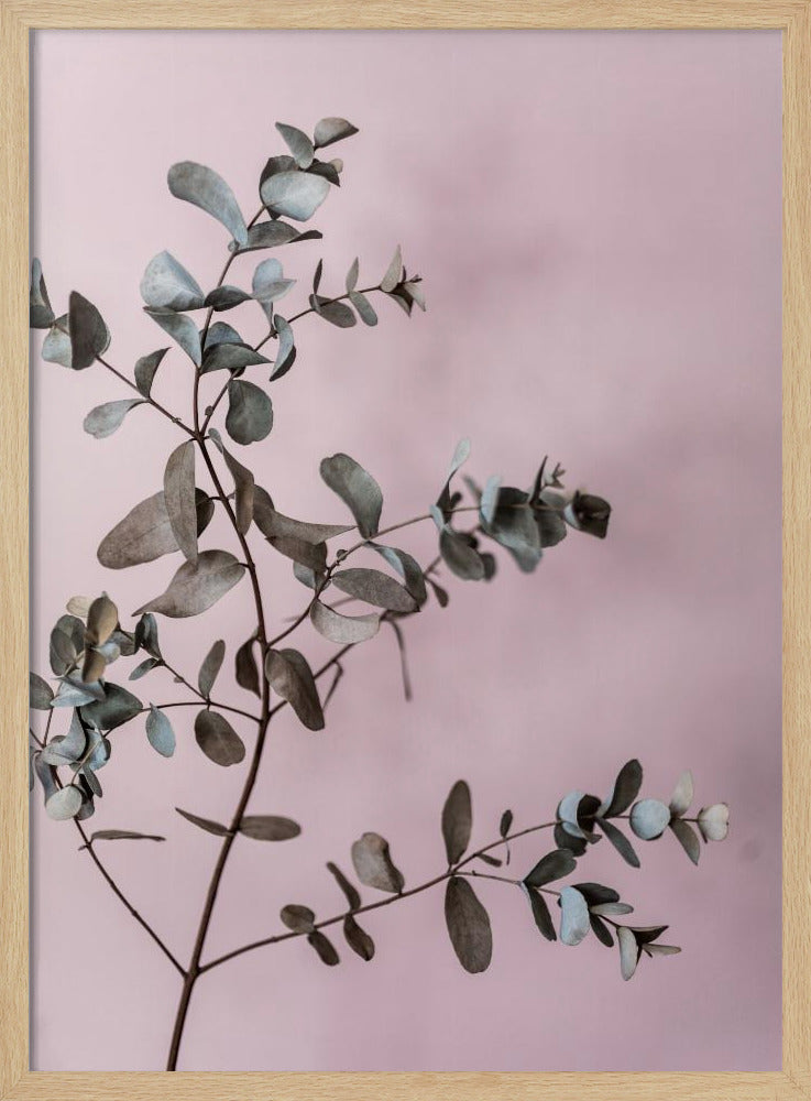 Eucalyptus 12 | Poster
