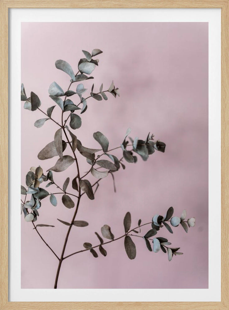 Eucalyptus 12 | Poster