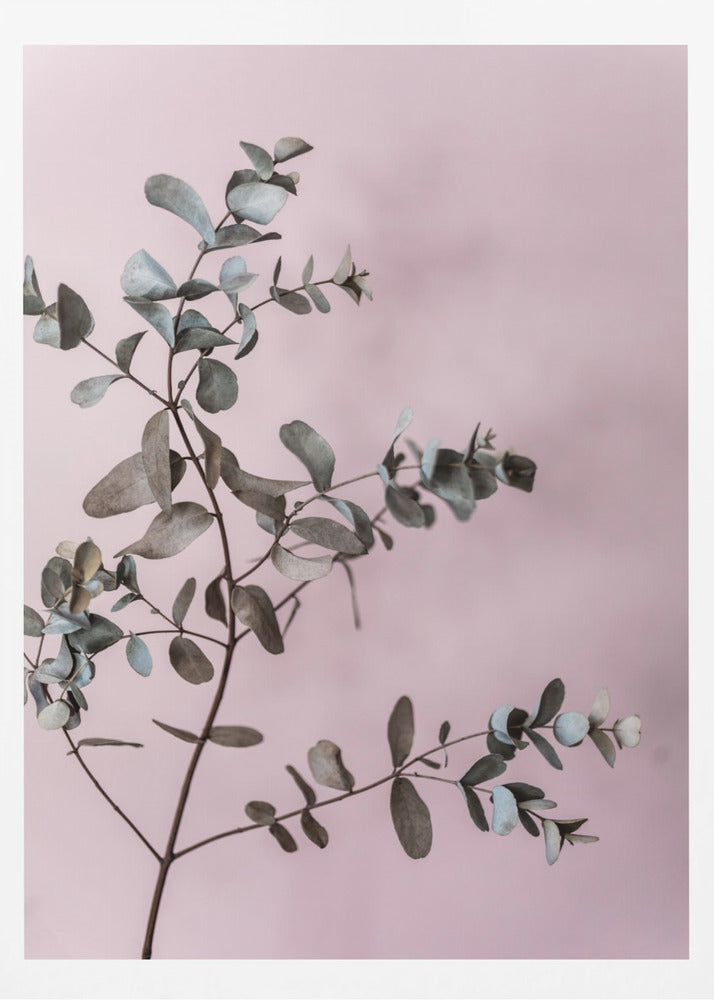 Eucalyptus 12 | Poster